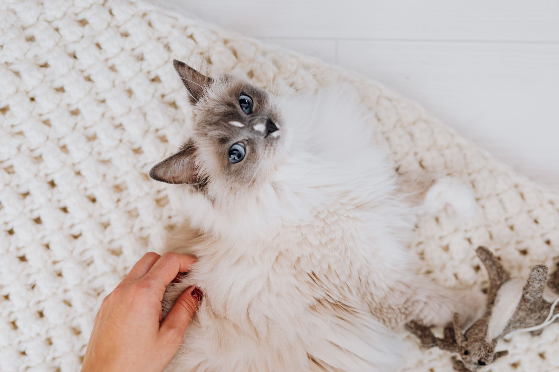 ニットブランケットの上でくつろぐ猫を、人の手がやさしくなでてあげている様子