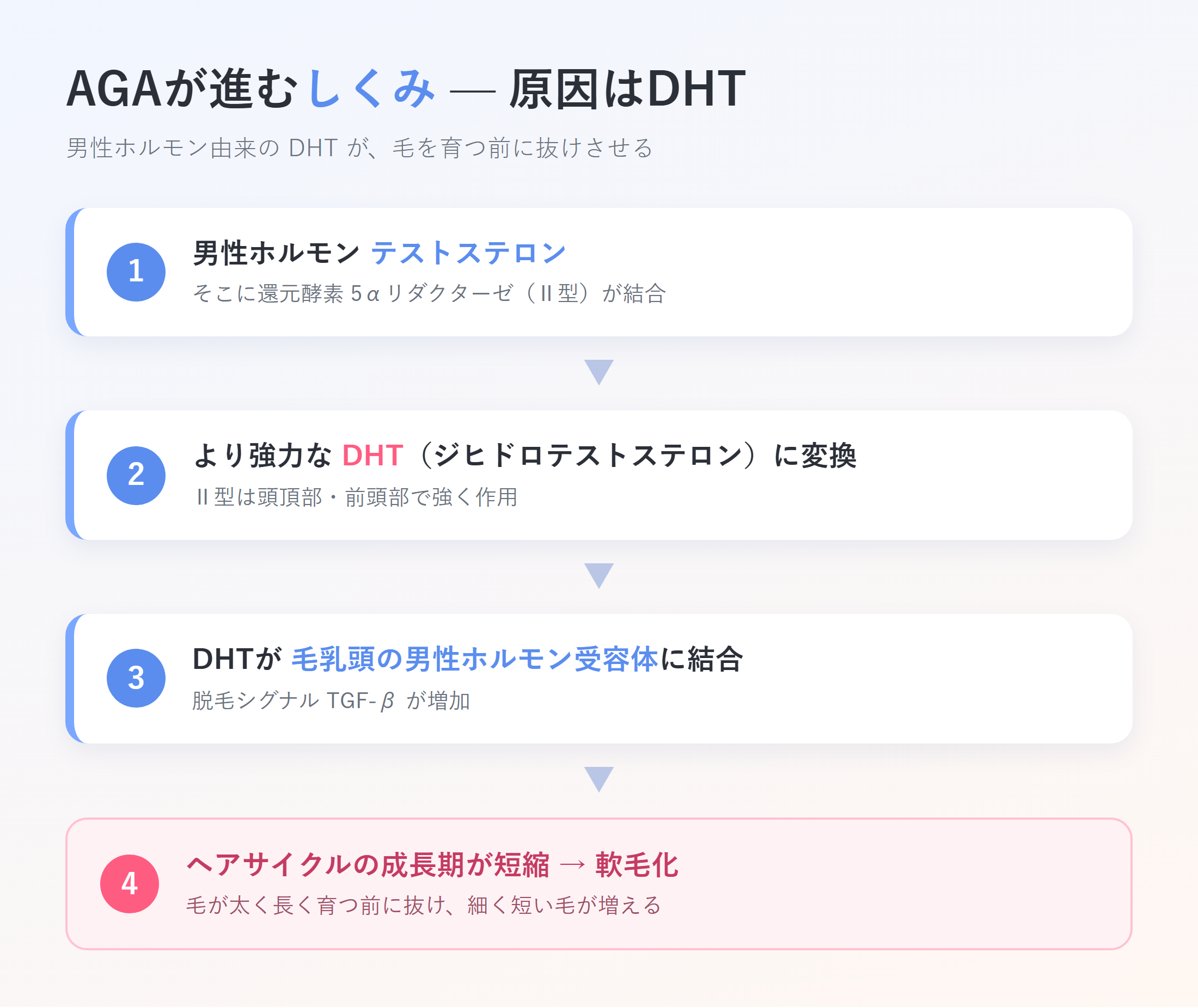 テストステロンが5αリダクターゼでDHTに変換され毛乳頭に作用するメカニズムのフロー図