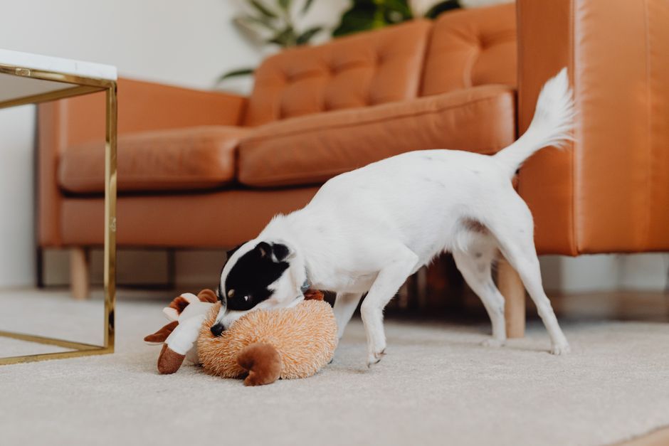 カーペットを敷いたリビングでくつろぐ小型犬 — 滑り止め対策は家庭でできる予防の第一歩