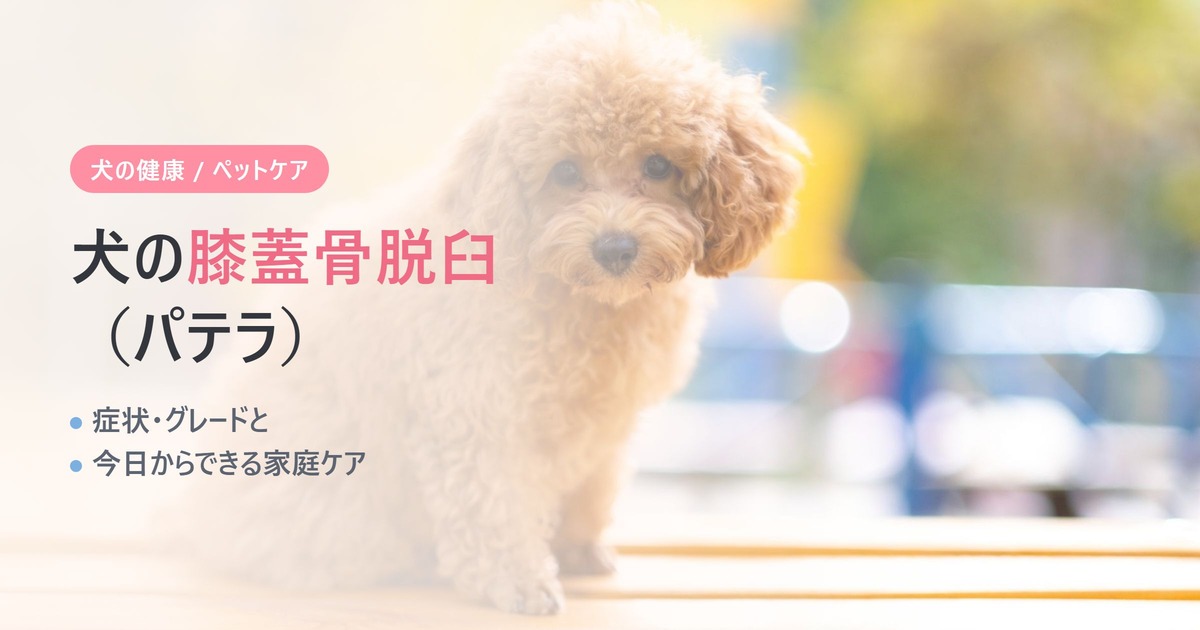犬の膝蓋骨脱臼（パテラ）の症状と予防｜グレードと家庭ケア
