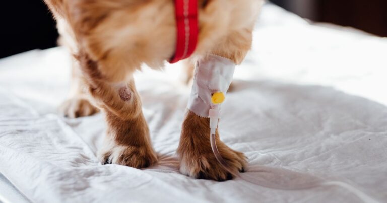 犬・猫の膵炎｜症状と食事管理のポイント