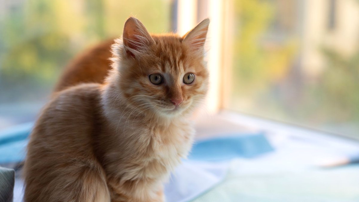 明るい窓辺に座り、こちらを見ている健康そうな茶トラの子猫