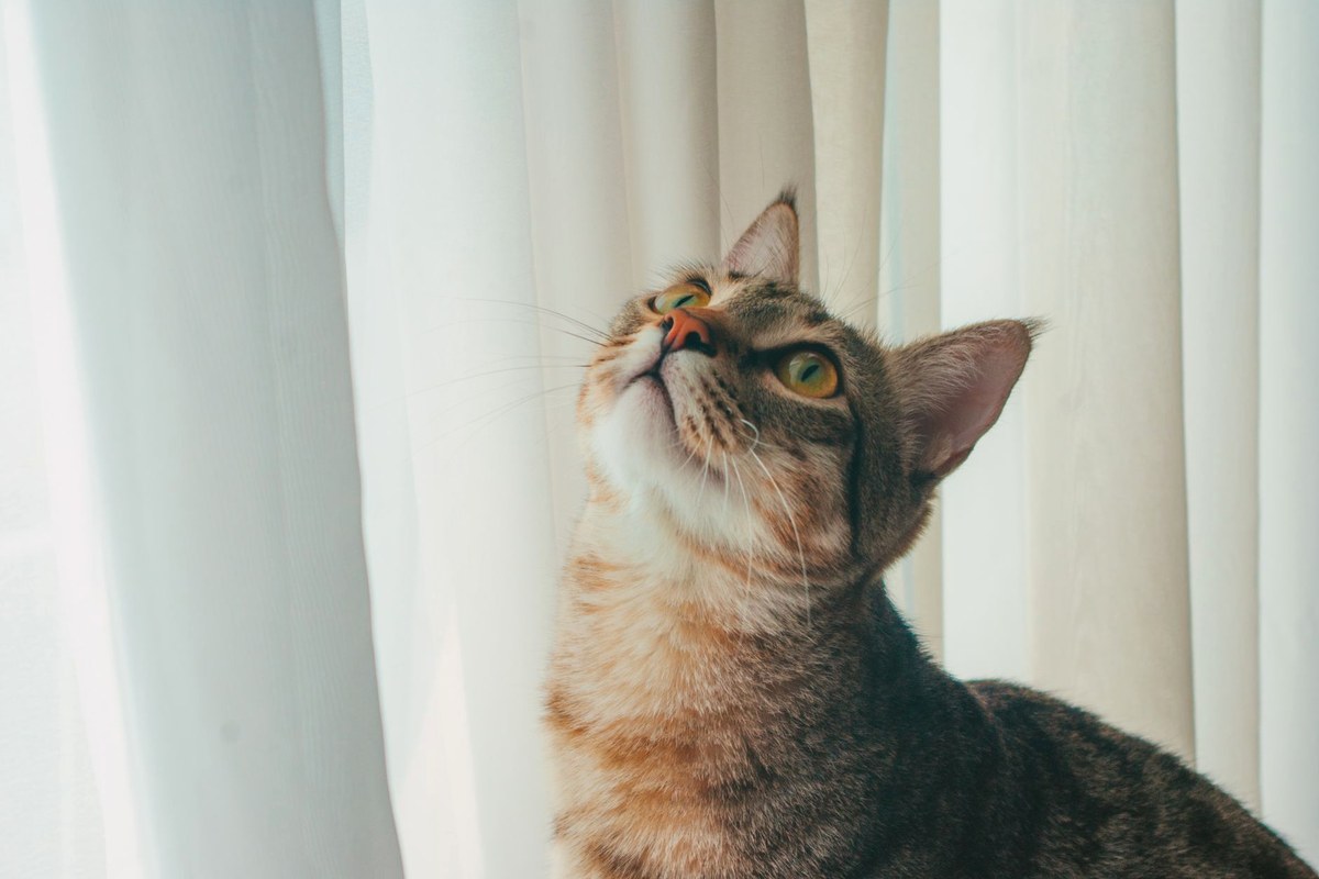 白いカーテンの前で、何かを訴えるように上を見上げるキジトラの猫