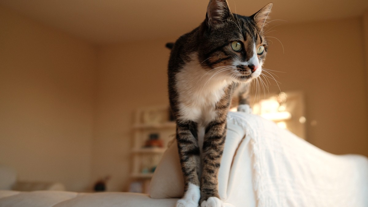 明るい室内のソファの上に立ち、朝の光のなかでこちらを見ているキジトラ猫