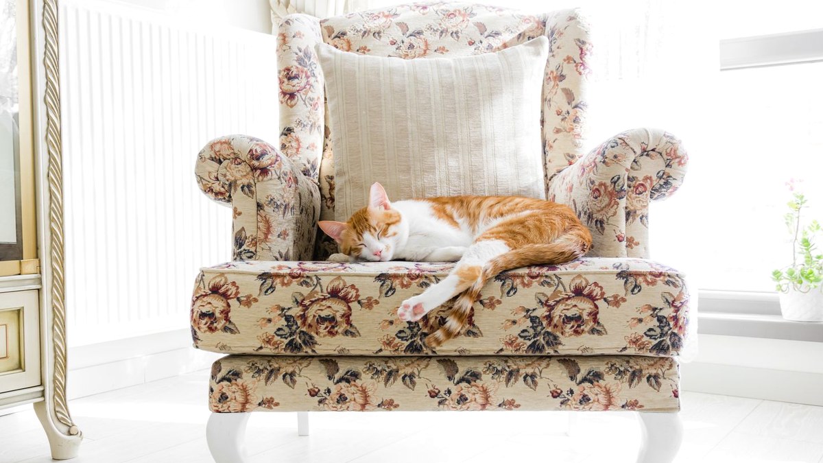 日当たりのよい明るい部屋で、花柄のアームチェアに丸くなって眠る茶白の猫