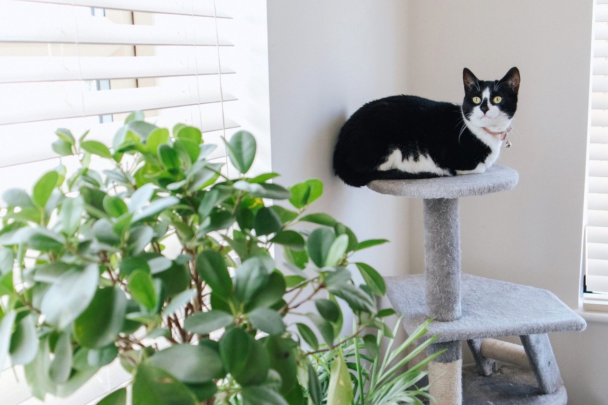 明るい窓辺のキャットタワーの上段でくつろぐ白黒の猫と、手前の観葉植物