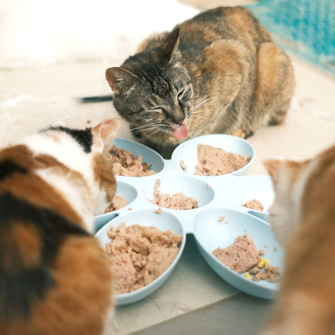 花の形をした器に取り分けられたウェットフードを食べる猫たち