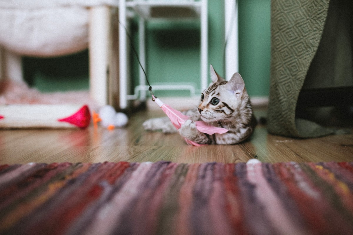 明るい室内の床で、羽根のおもちゃに前足を伸ばして遊んでいるベンガルの子猫