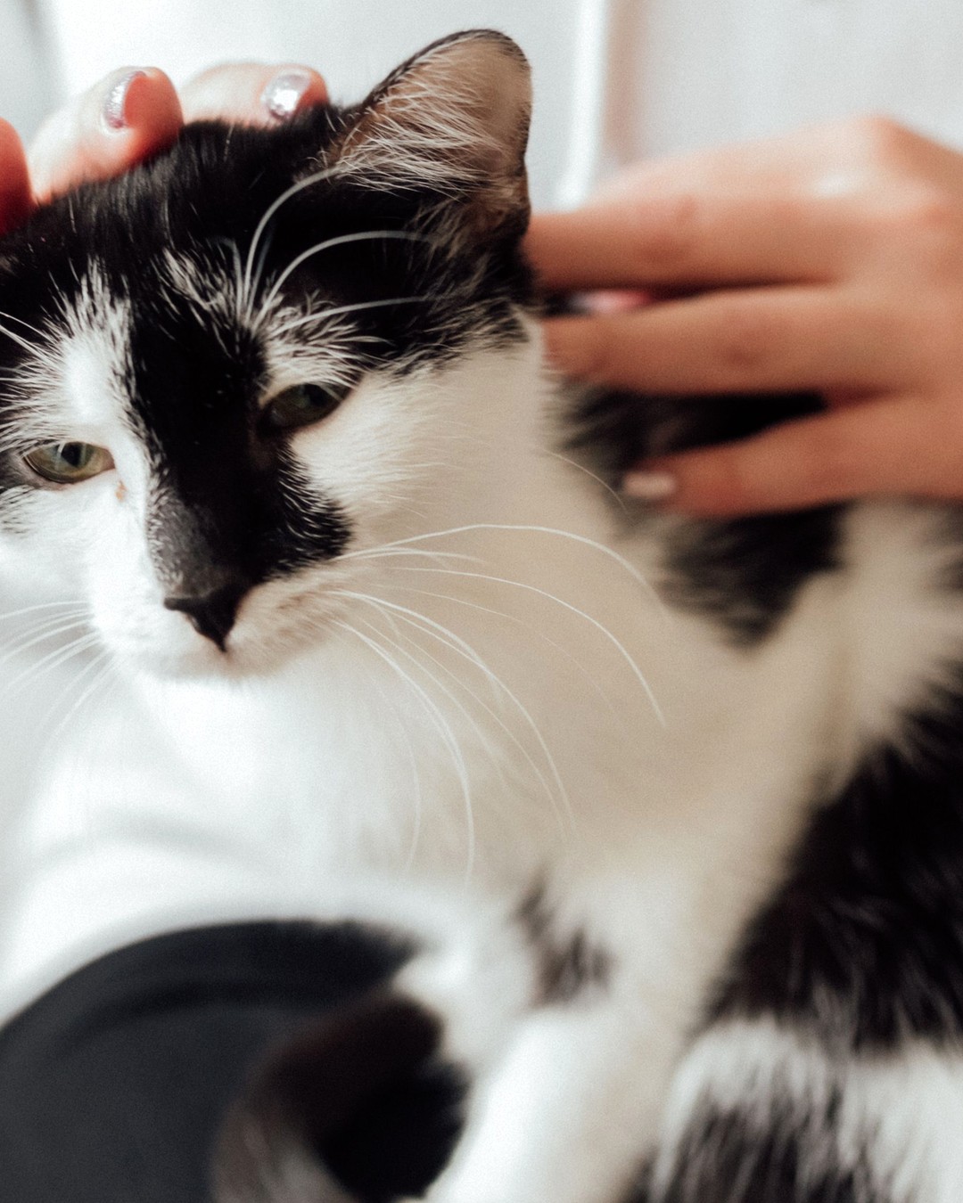 飼い主の手が、落ち着いた白黒猫の頭と背中の毛をやさしくかき分けて確かめている明るい室内のクローズアップ
