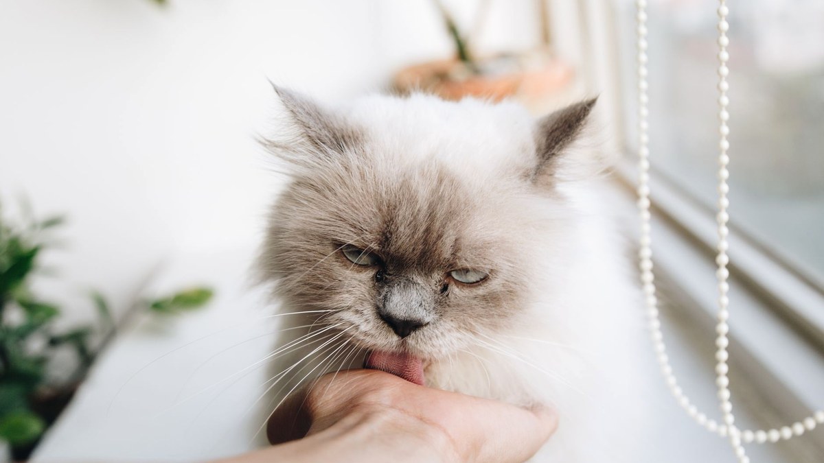 明るい窓辺で、差し出された飼い主の手に顔をよせる長毛の猫