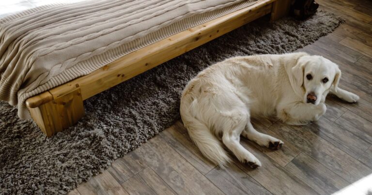 犬が足を舐める原因｜食物アレルギーは18%、除去食試験は8週