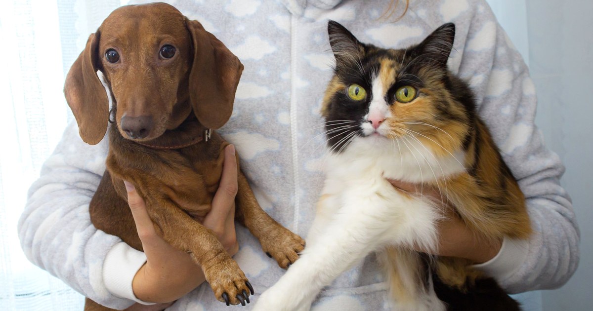 子犬・子猫のワクチン接種｜回数と散歩デビューの考え方