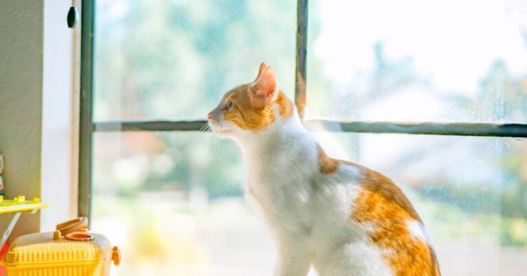猫の下部尿路疾患(FLUTD)｜尿が出ない時は今すぐ受診