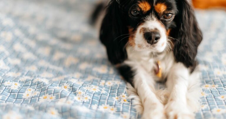 犬の外耳炎、主な原因はアレルギー｜耳掃除の前に鼓膜の確認を