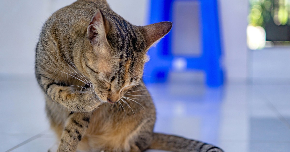 猫の毛球症｜毛玉を吐く回数はどこまで正常？受診の目安と予防法