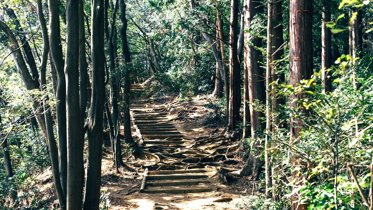 杉林の中を通る、木と土でできた階段状の山の登山道。人は写っていない
