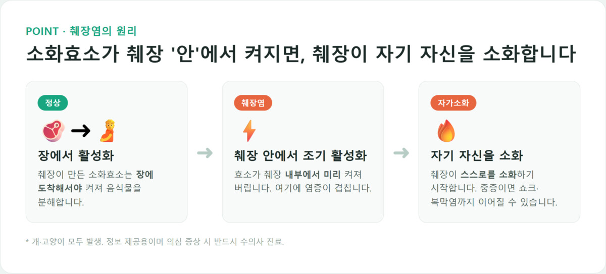 췌장 자가소화 원리 — 소화효소가 췌장 안에서 조기 활성화되어 자기 자신을 소화하는 과정 다이어그램