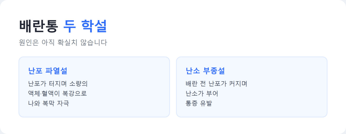 배란통의 두 가지 원인 학설인 난포 파열설과 난소 부종설을 정리한 카드