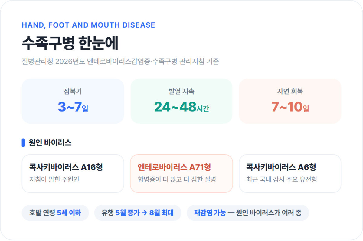 수족구병의 잠복기 3~7일, 발열 24~48시간, 회복 7~10일과 원인 바이러스를 정리한 인포그래픽