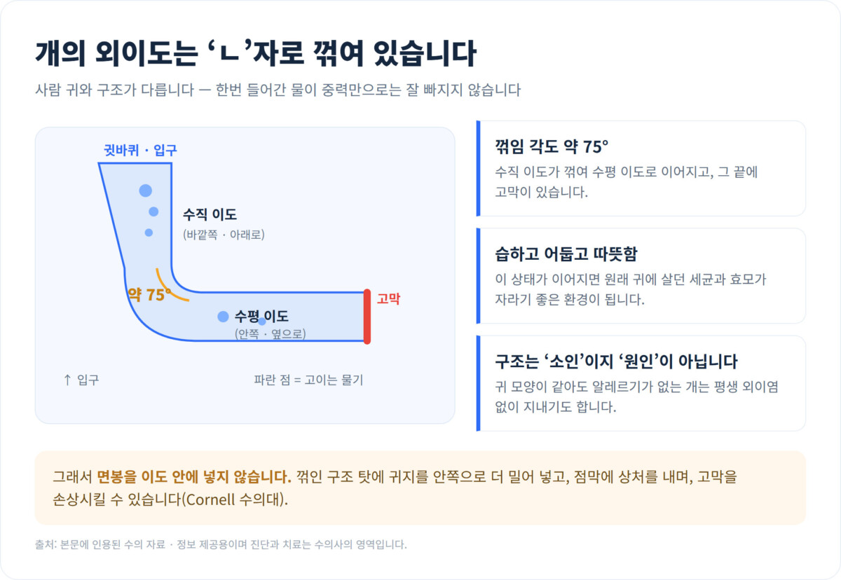 개의 외이도 구조 도해 - 수직 이도가 약 75도로 꺾여 수평 이도와 고막으로 이어지는 'ㄴ'자 단면