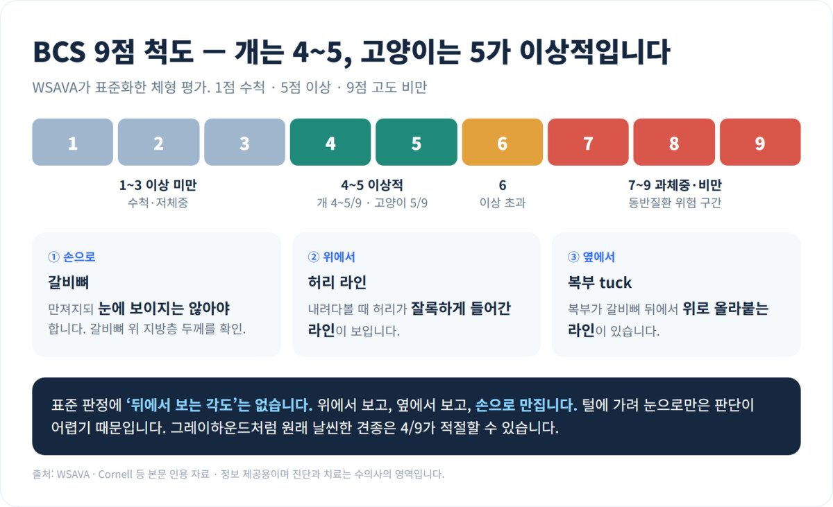 BCS 9점 척도 도해 - 1~3 저체중, 4~5 이상적(개 4~5/9·고양이 5/9), 6 이상 초과, 7~9 과체중·비만, 판정은 갈비뼈 촉진·위에서 허리 라인·옆에서 복부 tuck