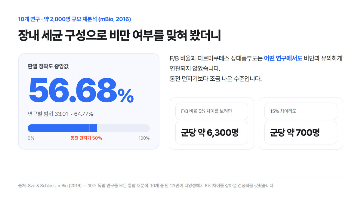 장내 세균 구성으로 비만 여부를 맞힌 정확도 중앙값 56.68%와 동전 던지기 50% 기준선, F/B 비율 5% 차이 검출에 필요한 군당 약 6,300명을 정리한 인포그래픽