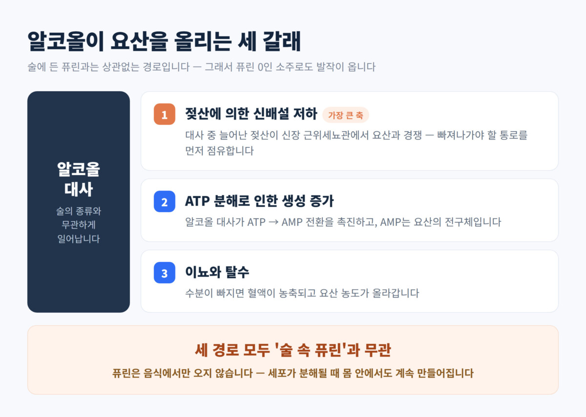 알코올 대사가 요산을 올리는 세 경로(젖산에 의한 배설 저하·ATP 분해로 생성 증가·이뇨와 탈수)를 연결한 다이어그램