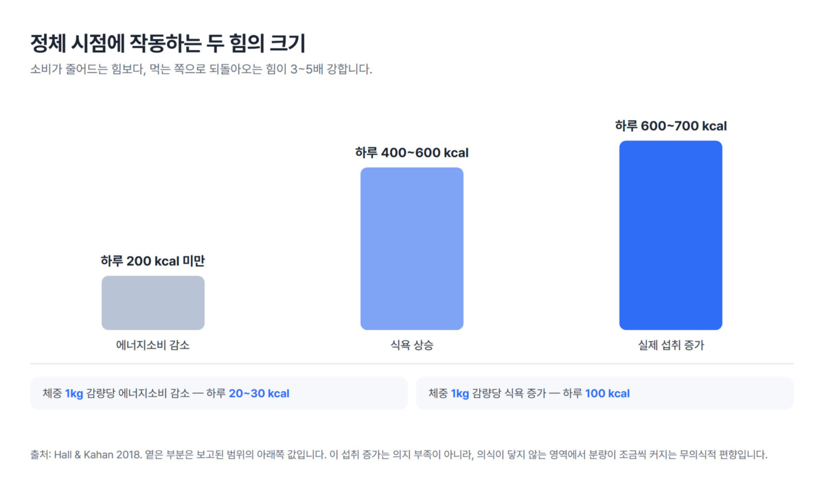 정체 시점의 에너지소비 감소 하루 200kcal 미만과 식욕 상승 400~600kcal·실제 섭취 증가 600~700kcal를 세로 막대로 대비한 인포그래픽
