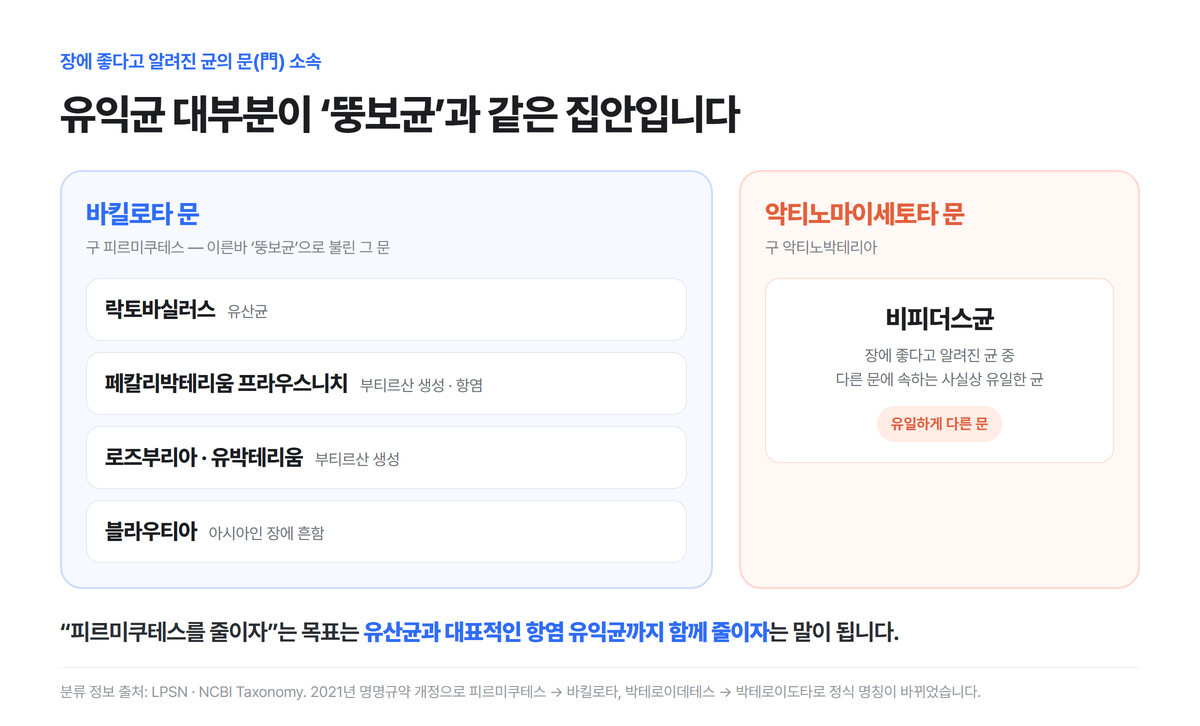 락토바실러스·페칼리박테리움 프라우스니치·로즈부리아·유박테리움·블라우티아가 모두 바킬로타(구 피르미쿠테스) 문에 속하고 비피더스균만 악티노마이세토타 문에 속한다는 것을 보여주는 계통 분류도
