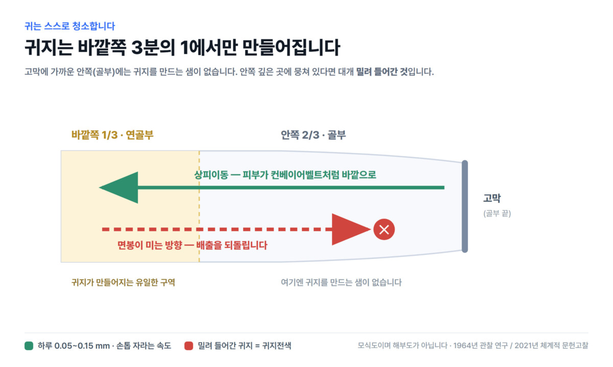 외이도 바깥쪽 1/3에서만 귀지가 만들어지고 상피이동으로 바깥으로 배출되는 과정을 그린 모식도