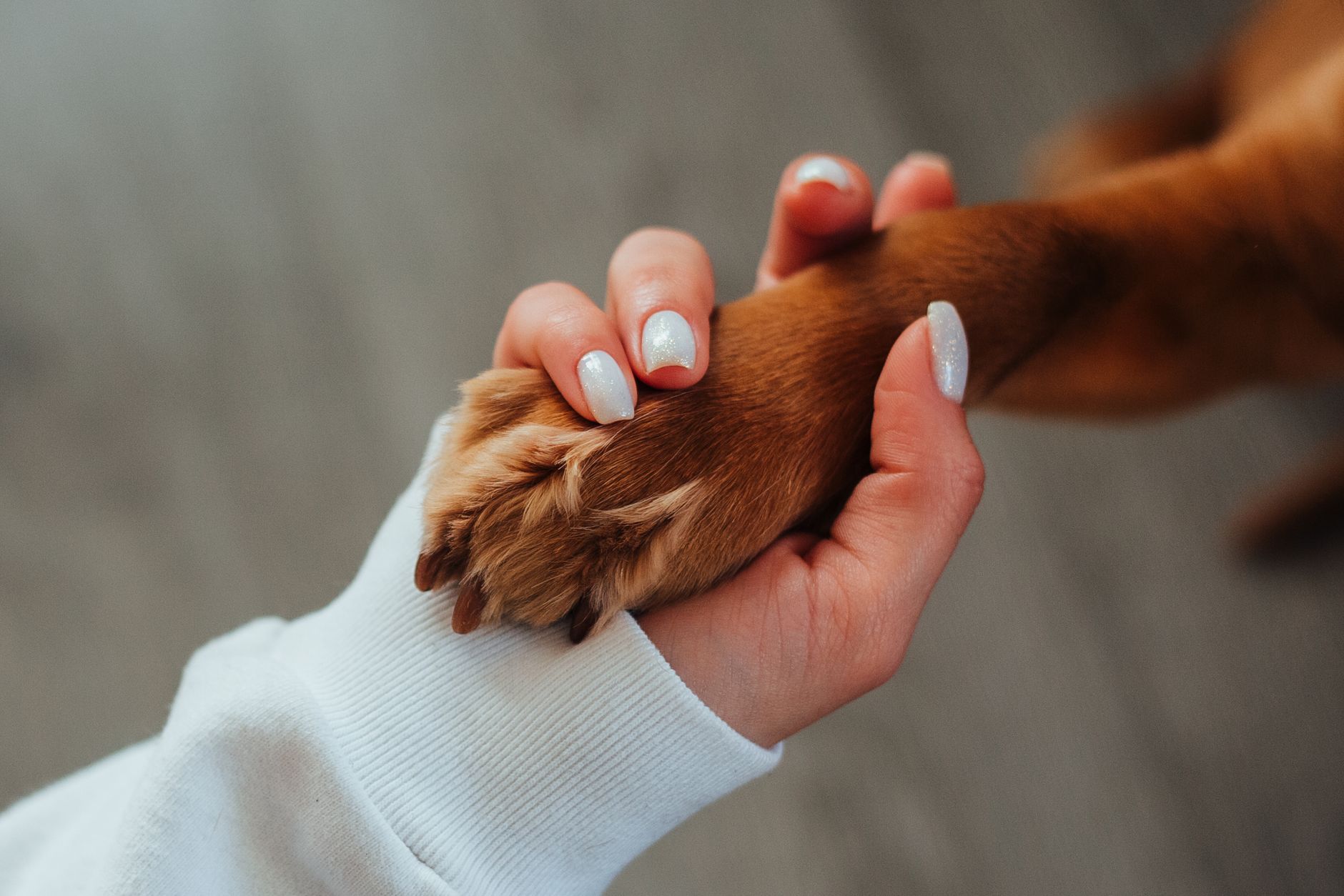 An owner gently holding a dog's paw at home, checking it in soft daylight