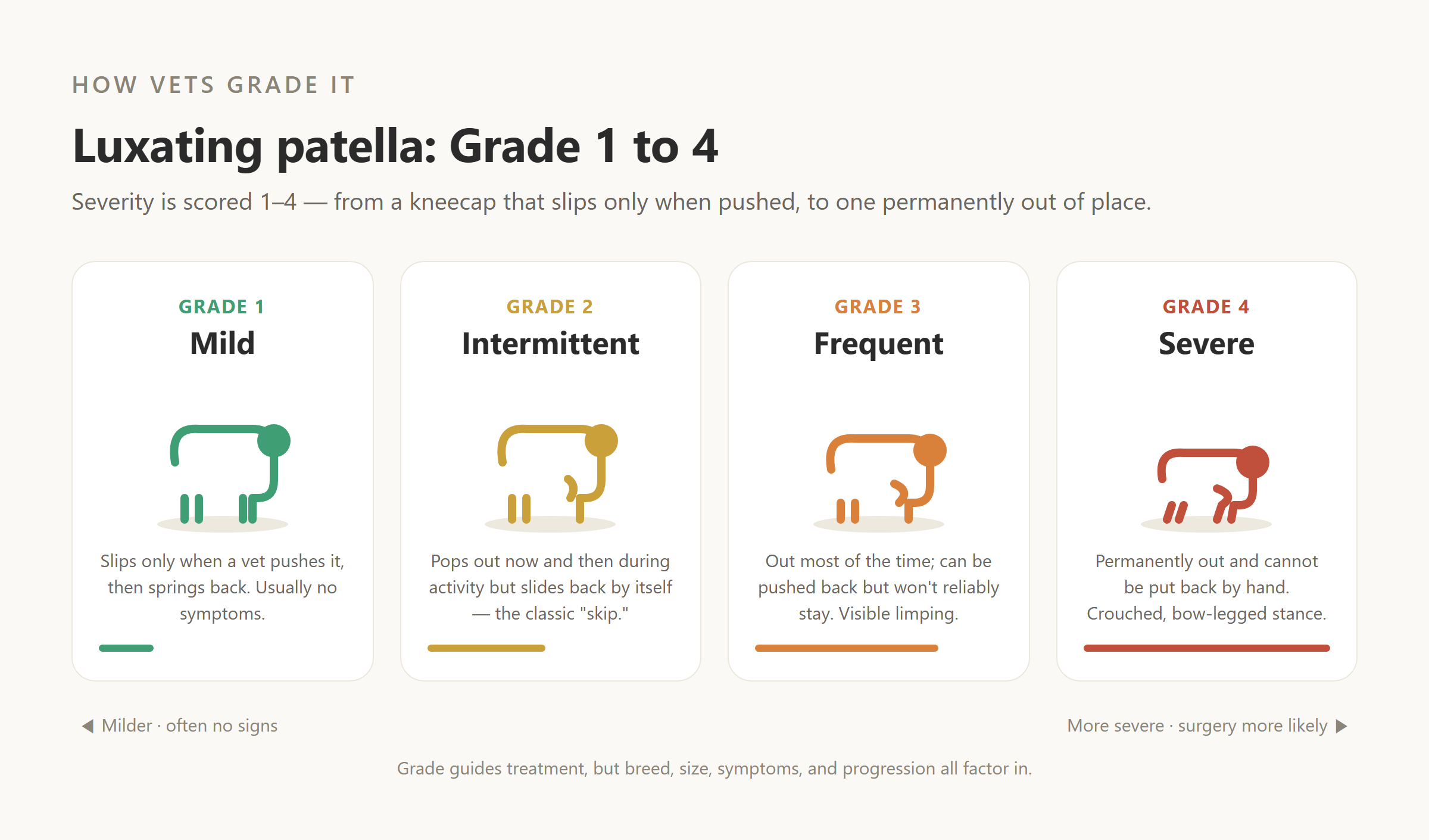 Grade 1 to Grade 4 luxating patella severity in dogs, from mild to a crouched bow-legged stance