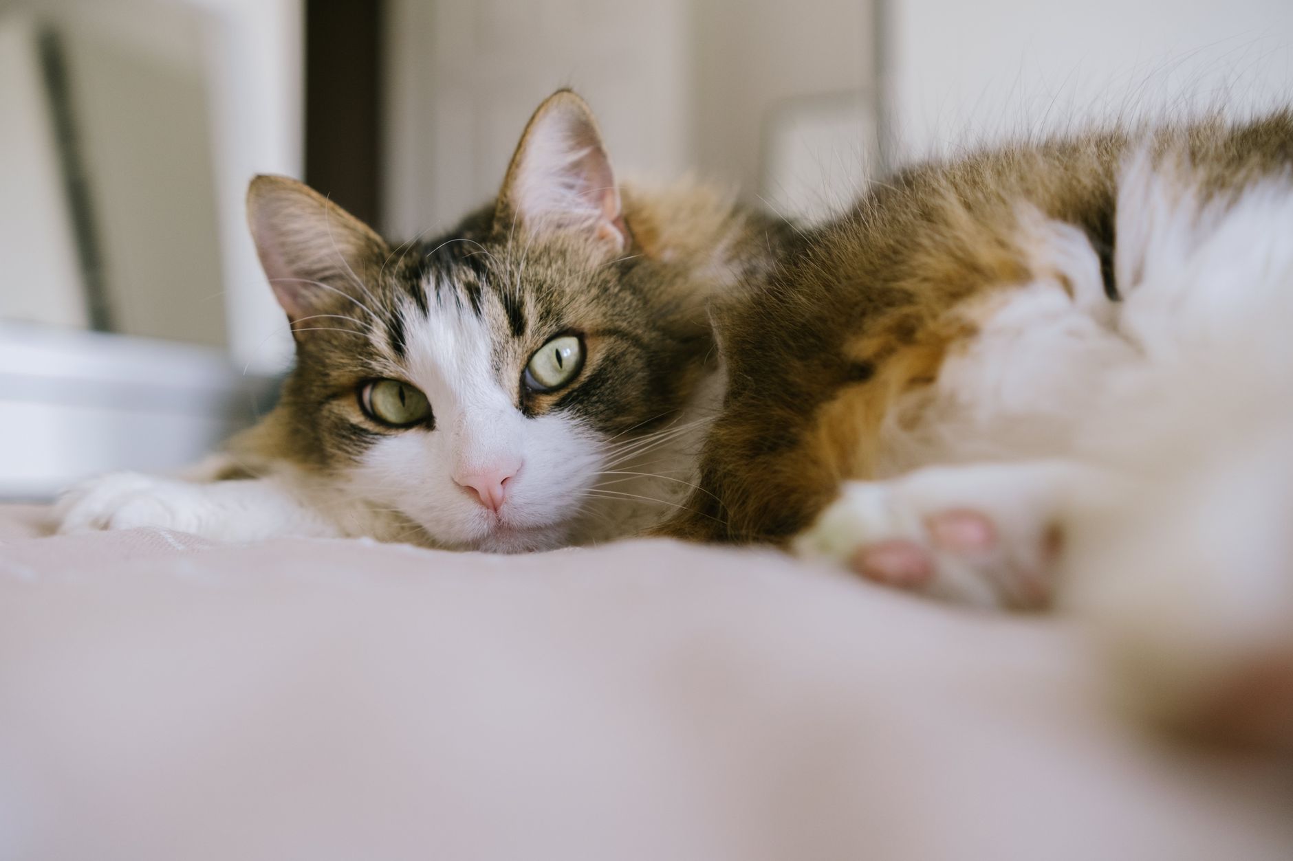 A quiet, withdrawn cat curled up and resting indoors with a fixed, tired gaze, showing the subtle lethargy-and-poor-appetite signs of feline pancreatitis