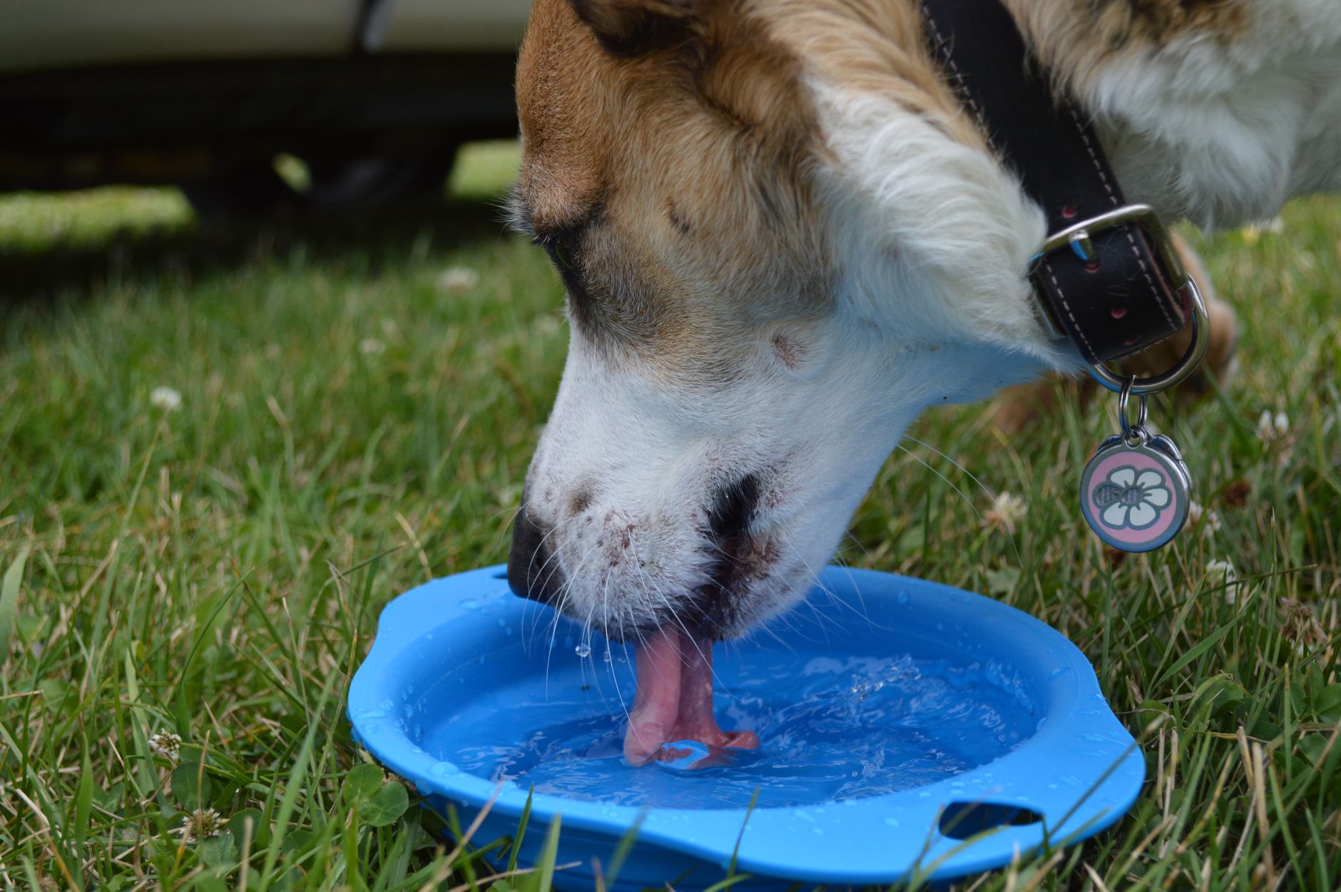 A healthy dog drinking fresh water from a bowl outdoors on a sunny day, cooling off in bright natural light