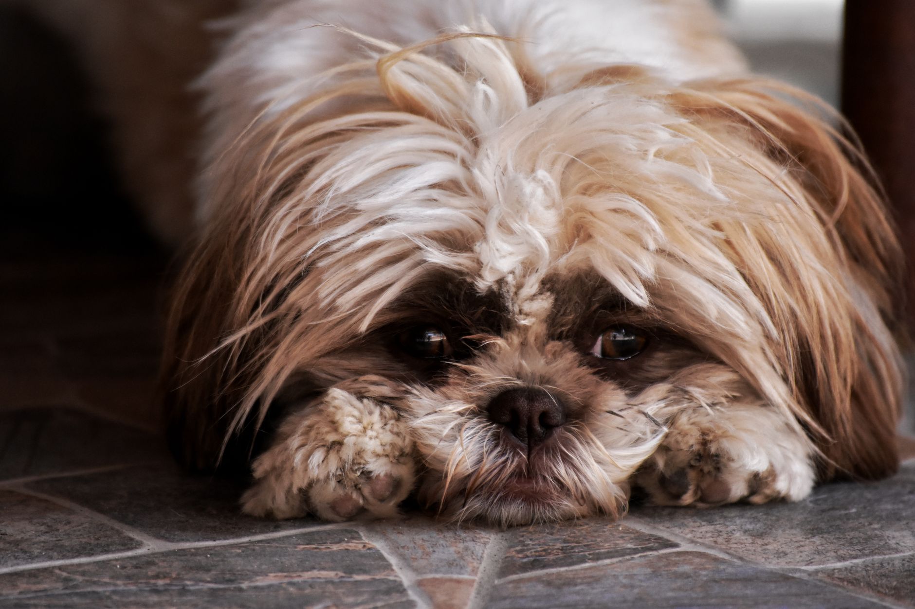 A subdued small dog lying with its head low on the floor in muted indoor light