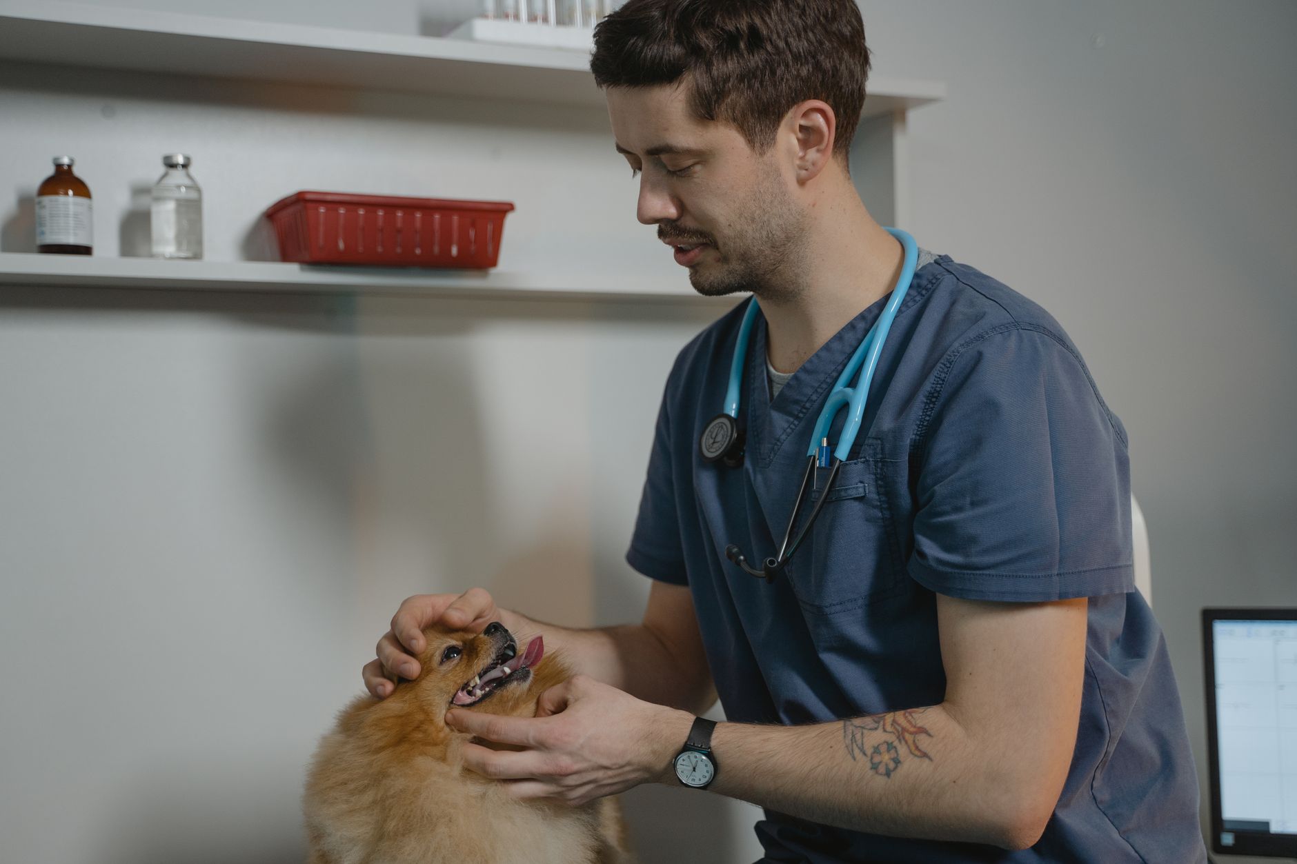 Pet Vaccines & Heartworm Prevention: A Realistic Cost Guide