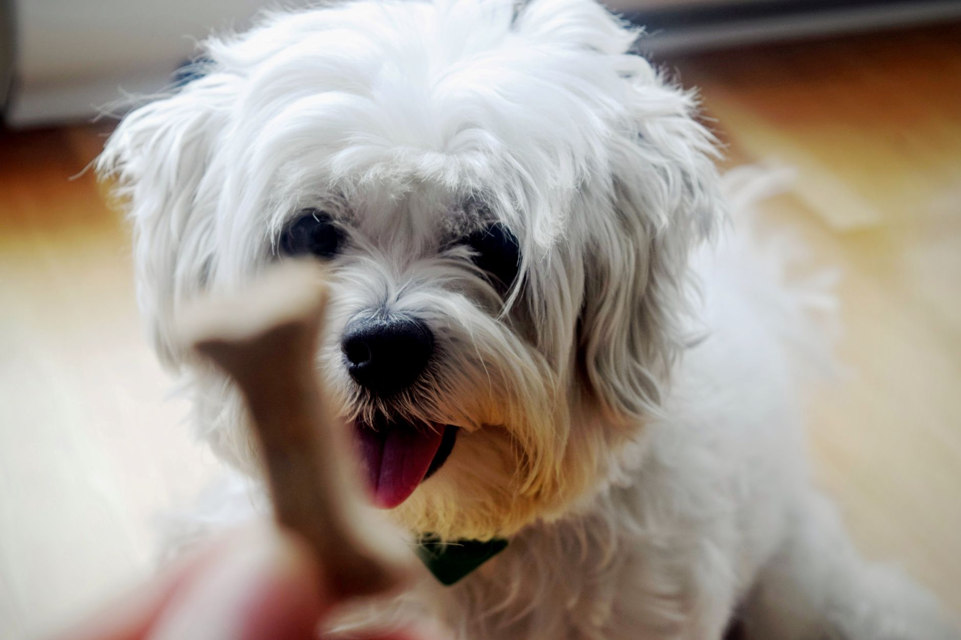 Pet Tartar Care: Prevent Big Vet Bills, Brushing Tips