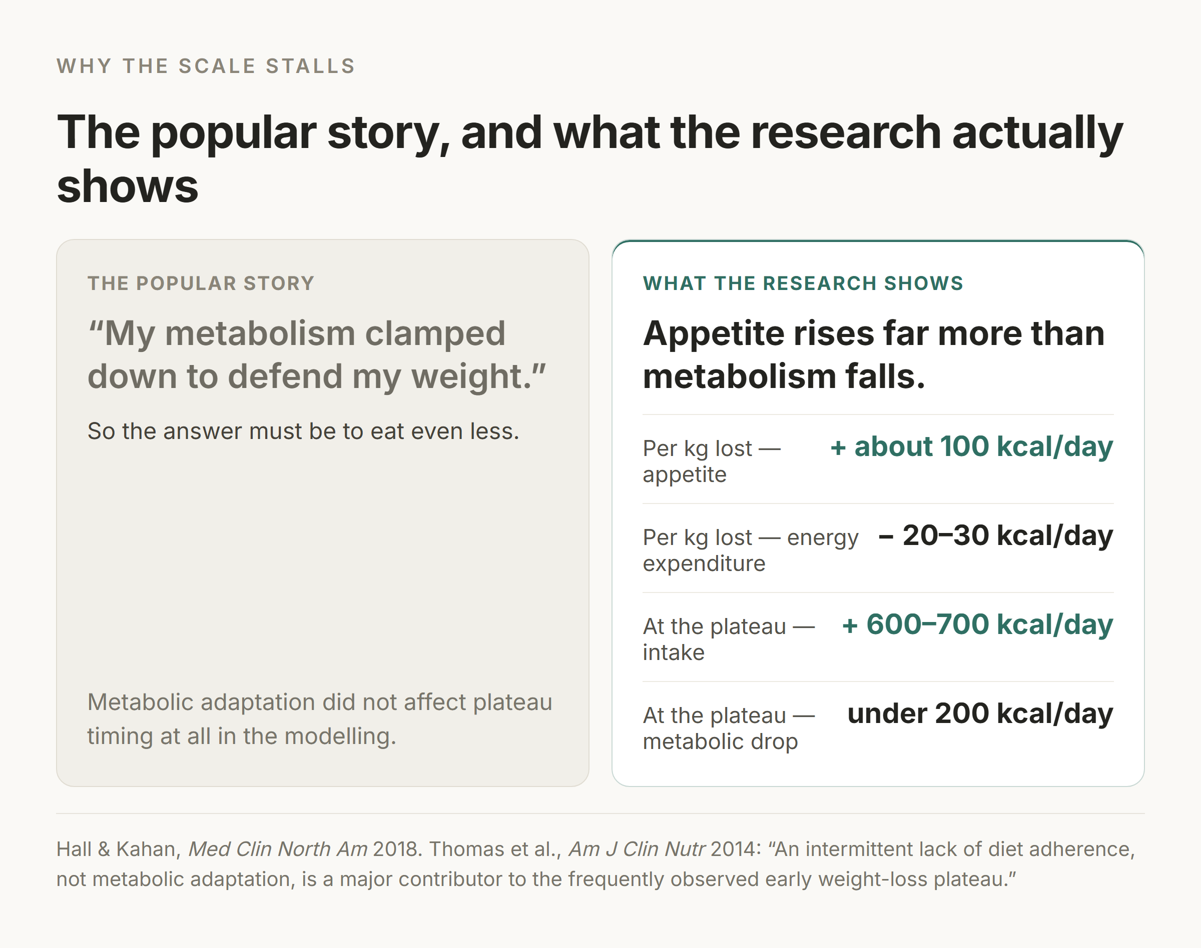Comparison card setting the popular story that metabolism clamped down against the measured figures: appetite up about 100 kcal a day per kilogram lost versus expenditure down 20 to 30, and intake up 600 to 700 at the plateau against a metabolic drop under 200