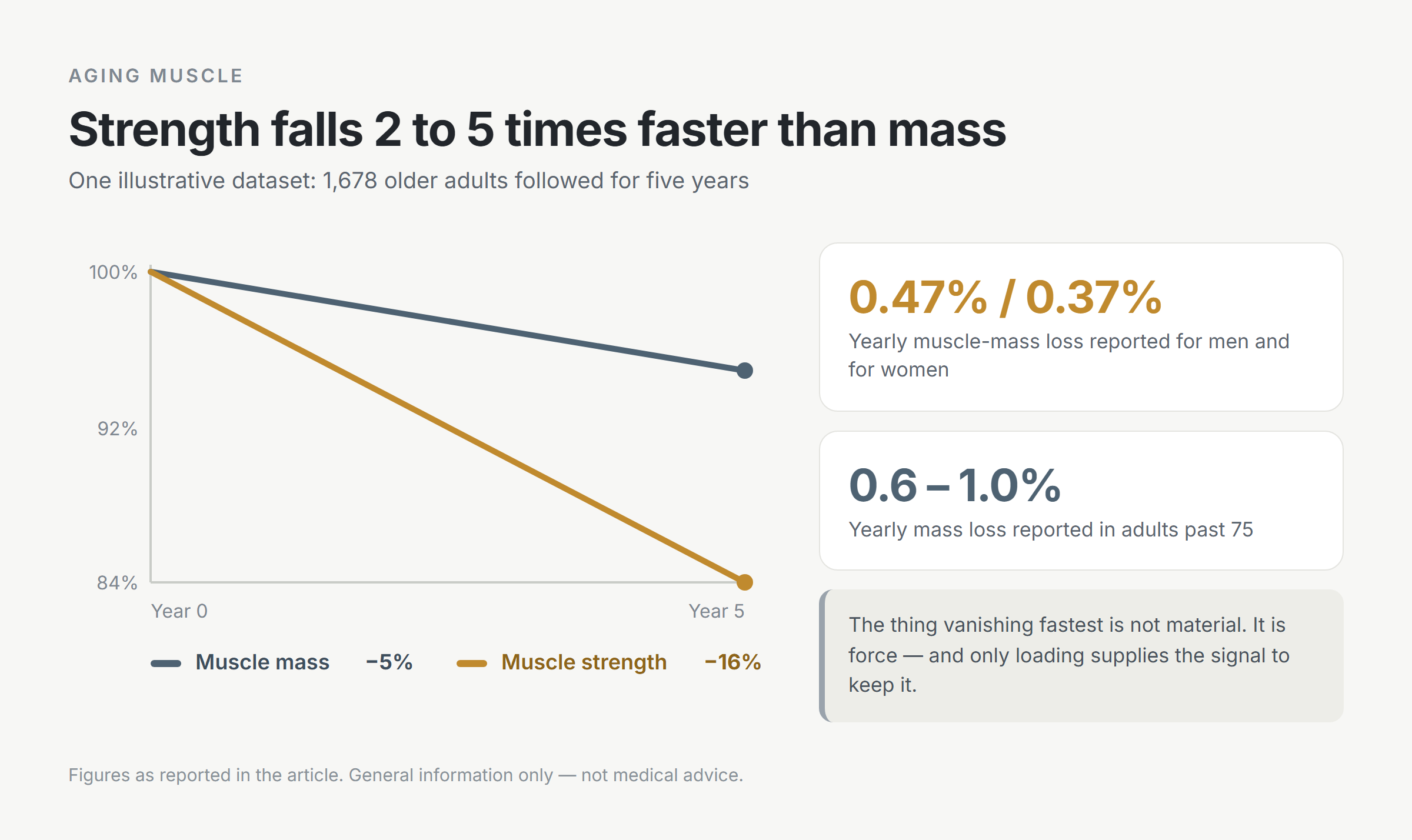 Line chart of one five-year dataset in 1,678 older adults: a shallow slate line for muscle mass ending at minus 5 percent and a much steeper amber line for muscle strength ending at minus 16 percent, with side notes giving yearly mass loss of 0.47 percent in men and 0.37 percent in women, rising to 0.6 to 1.0 percent past age 75