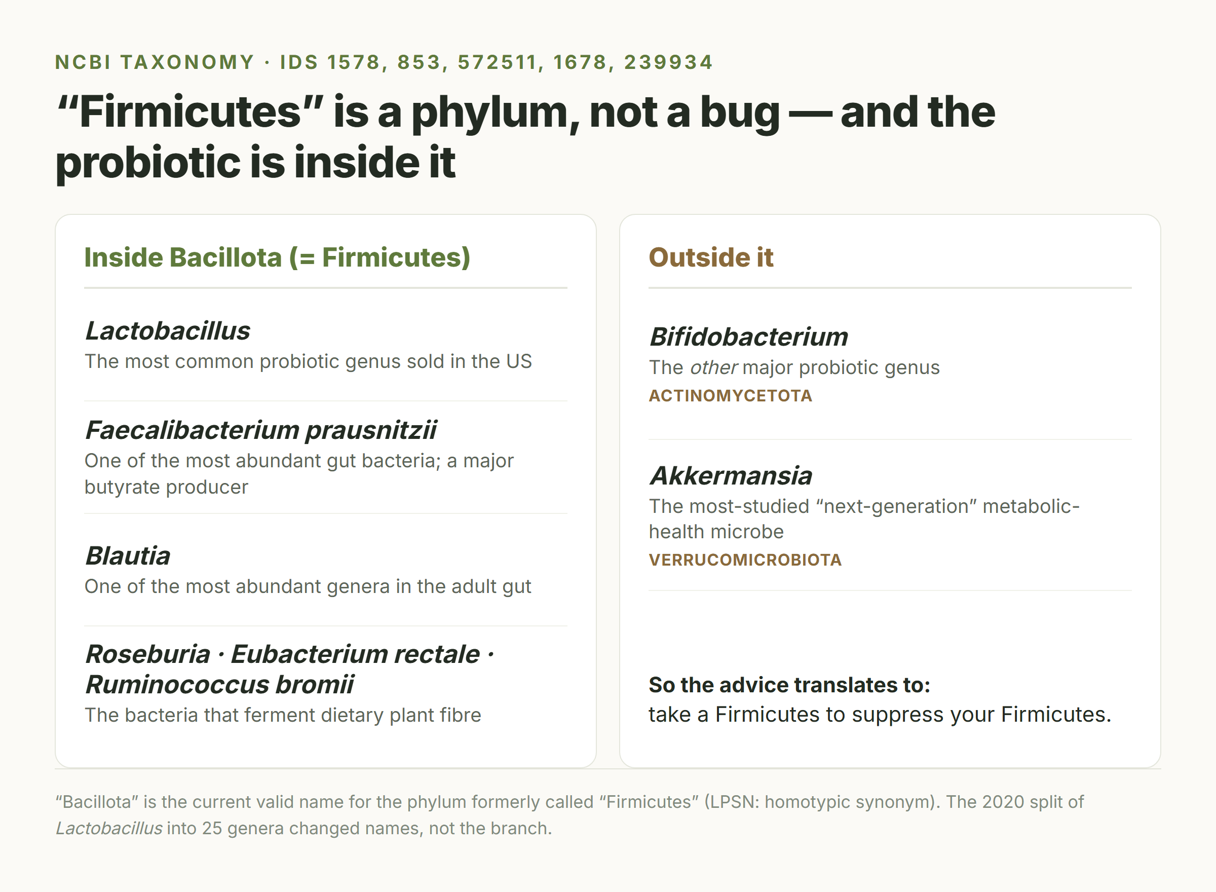 Two-column card showing which gut bacteria sit inside the Bacillota (Firmicutes) phylum - Lactobacillus, Faecalibacterium, Blautia, Roseburia - and which sit outside it: Bifidobacterium and Akkermansia