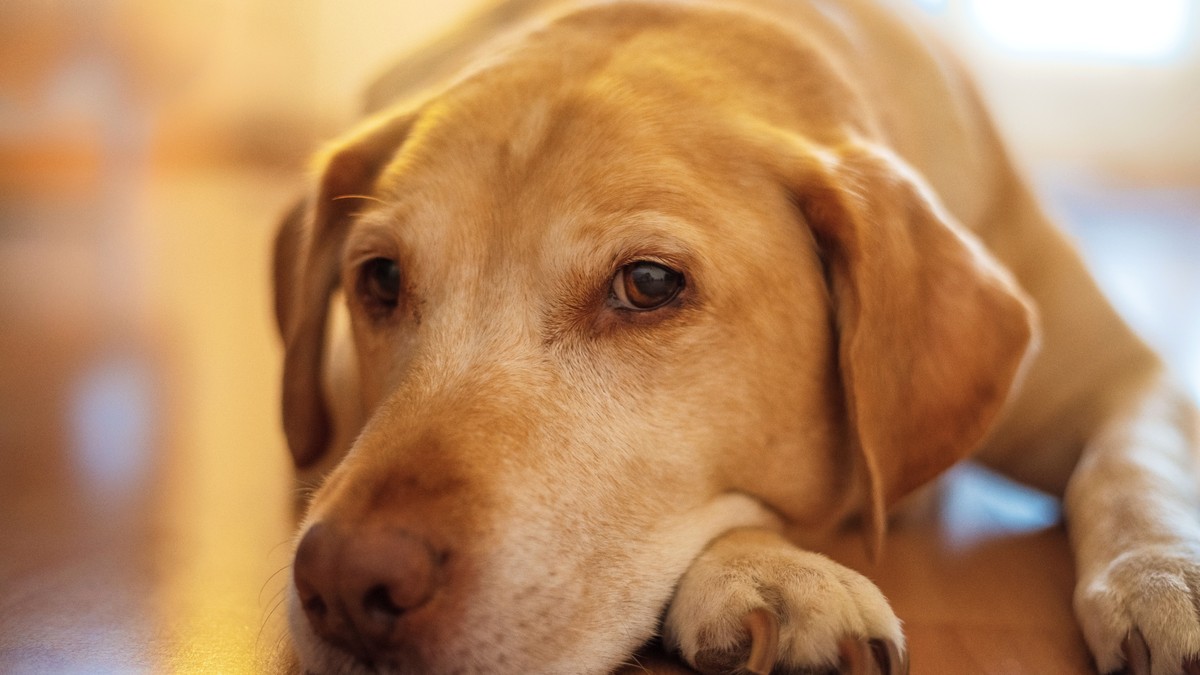 A yellow Labrador resting its head on its front paws on a wooden floor in soft daylight