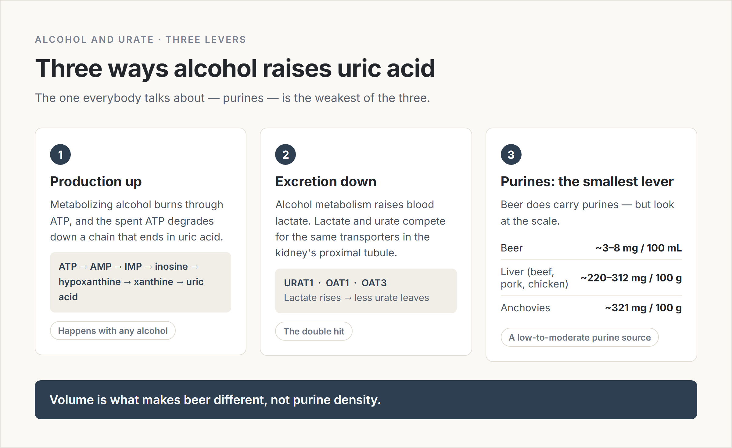 Three-panel diagram: alcohol raises uric acid production by burning through ATP, lowers excretion because lactate competes with urate at the kidney transporters URAT1, OAT1 and OAT3, and adds only a small purine load of about 3 to 8 mg per 100 mL of beer against 220 to 312 mg per 100 g of liver