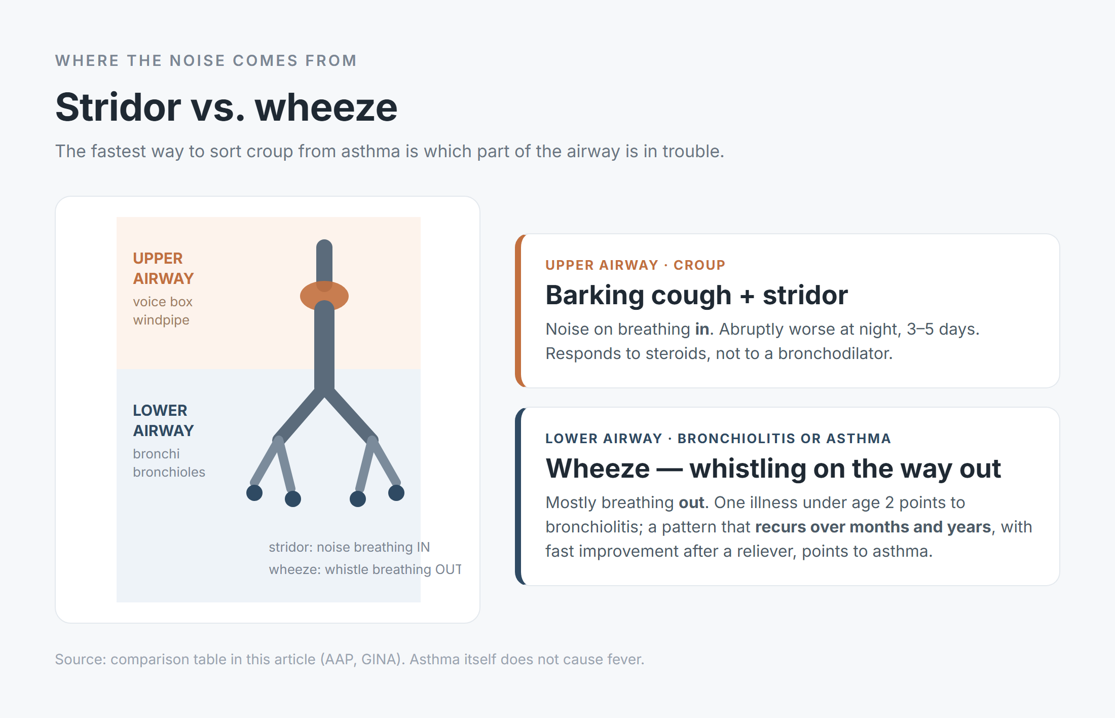Diagram of a child's airway split into upper and lower sections: a barking cough with stridor at the voice box and windpipe versus a wheeze on the way out from the bronchi and bronchioles