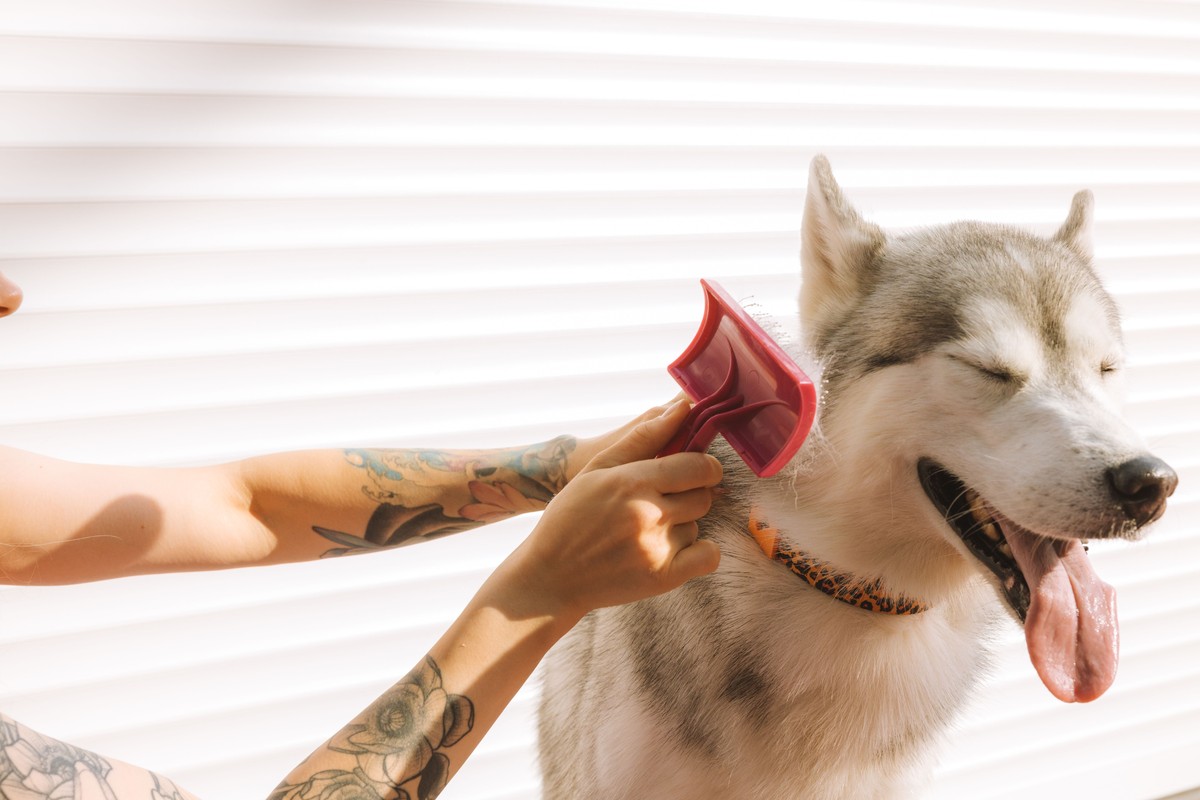 A husky being combed with a slicker brush beside a bright window, calm and relaxed