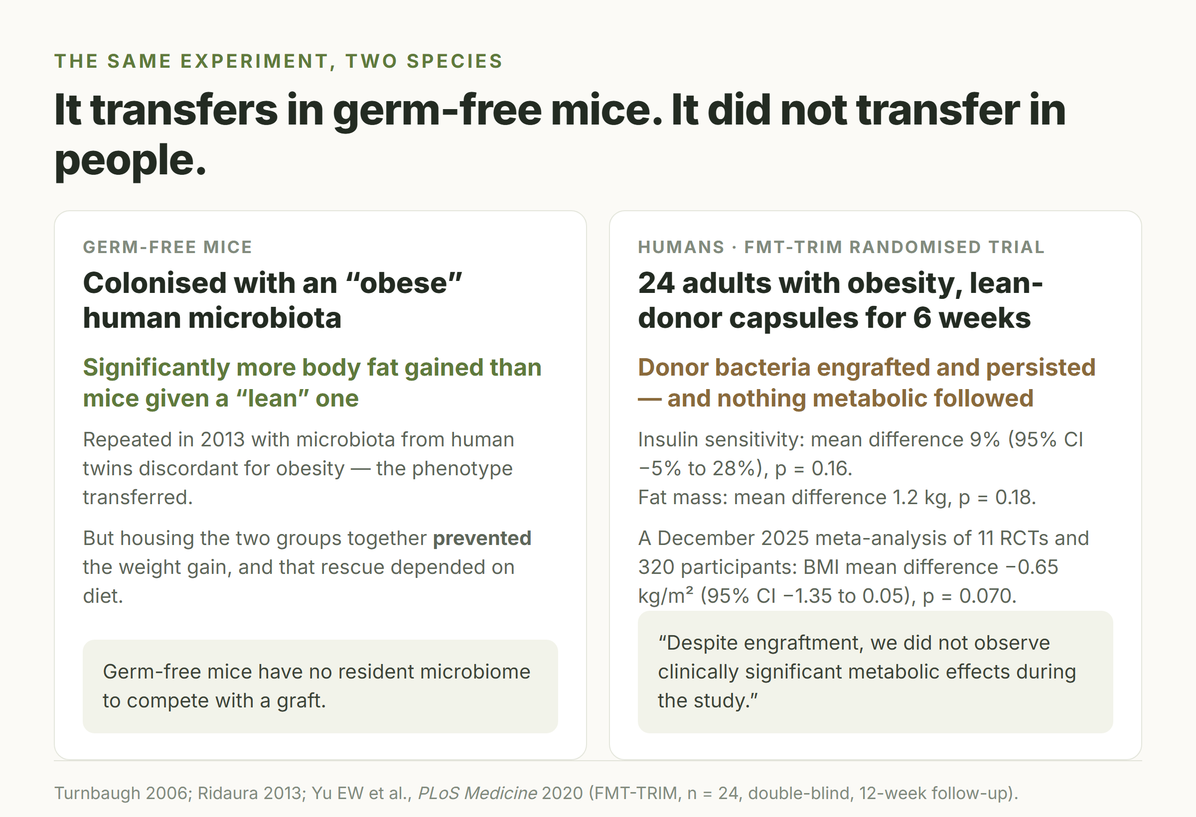 Side-by-side card comparing germ-free mouse transplant studies, where fat gain transferred, with the human FMT-TRIM trial, where donor bacteria engrafted but no clinically significant metabolic effect followed
