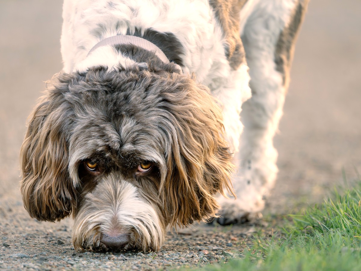 A gray-faced labradoodle walking nose-down along a sunlit gravel path, sniffing as it goes