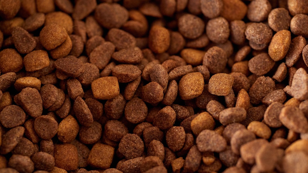 Close-up of plain dry kibble, the only food that goes in the bowl during an elimination diet trial