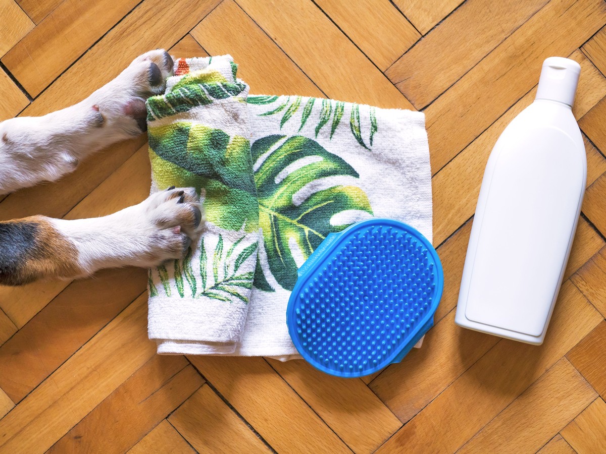 Overhead view of a dog's front paws beside a folded towel, a rubber bath brush and an unlabeled bottle of shampoo on a wooden floor