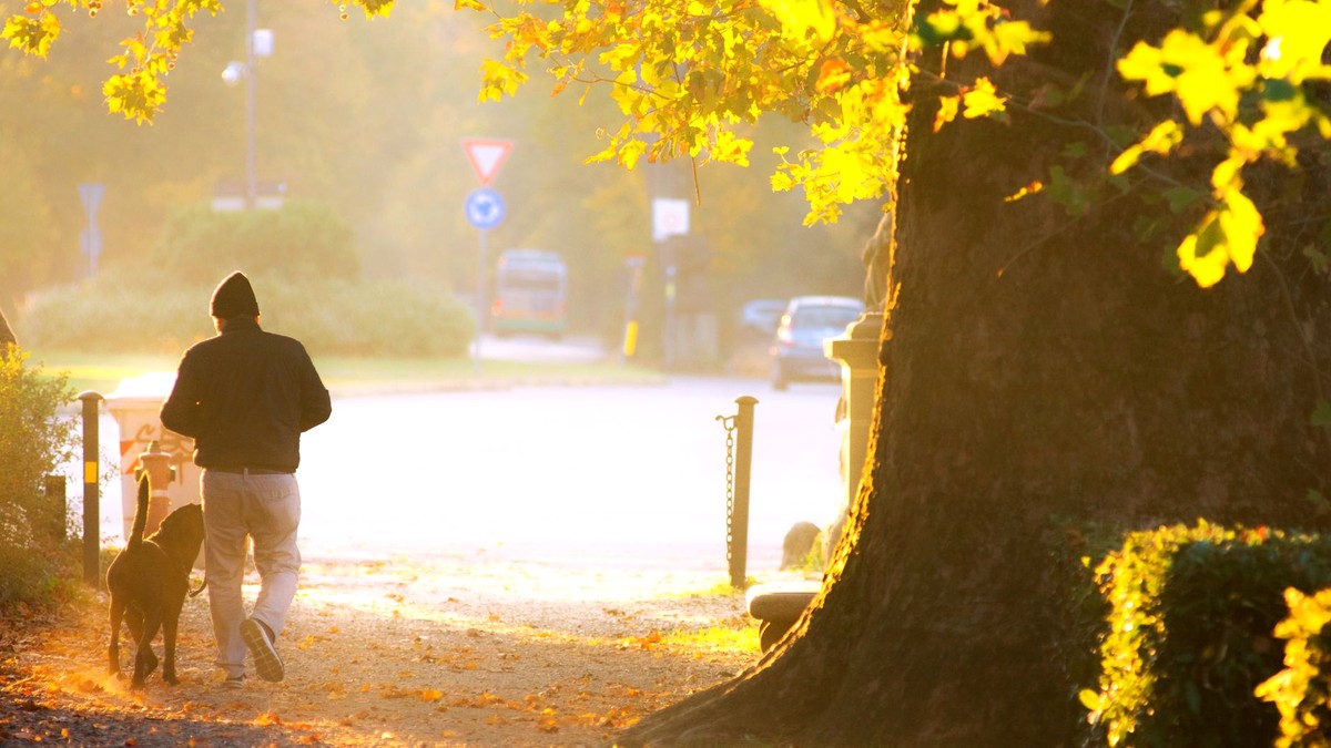A man walking his dog along a tree-lined footpath in low golden morning sunlight