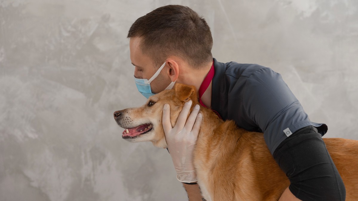 A veterinarian gently holding a relaxed golden dog during a routine check-up